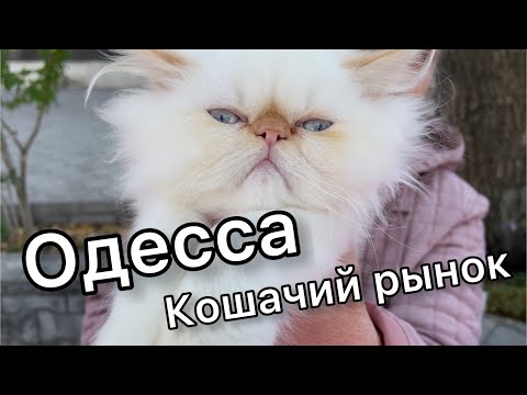 Кошачий рынок | ЛУЧШИЕ породы КОШЕК и КОТОВ | Староконный рынок