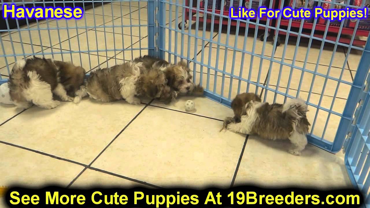 Havanese Puppies For Sale Kansas City Mo Havanese Puppies For Sale Kansas City Mo
