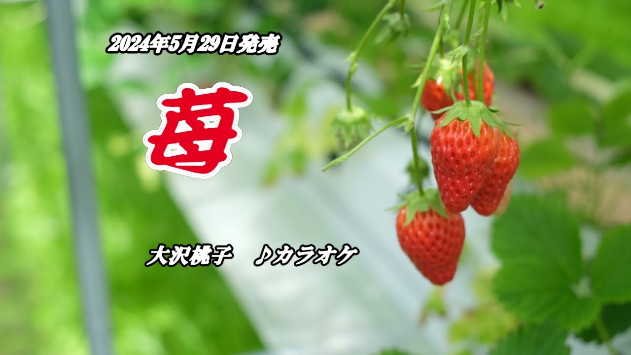 『苺』大沢桃子　カラオケ　2024年5月29日発売 bekijken op YouTube
