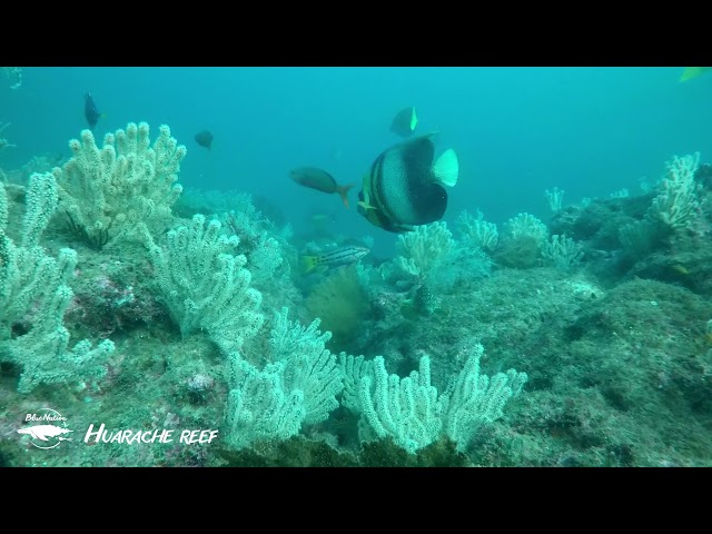 Huarache Reef - Loreto BCS