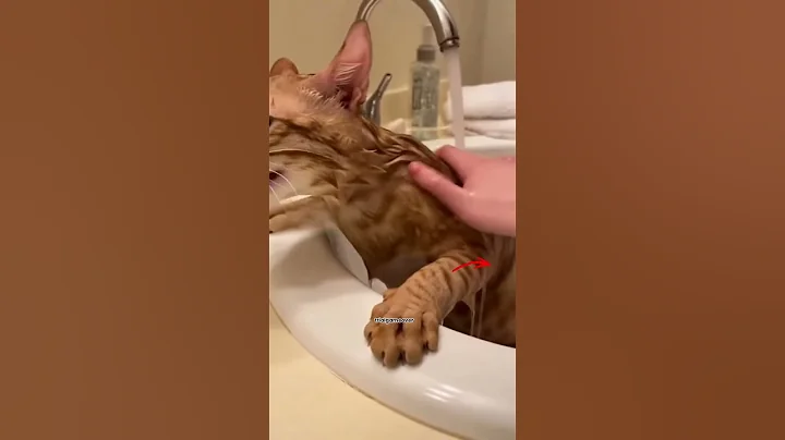 Video 11496061: bath cat kitten cute, cat bath shower