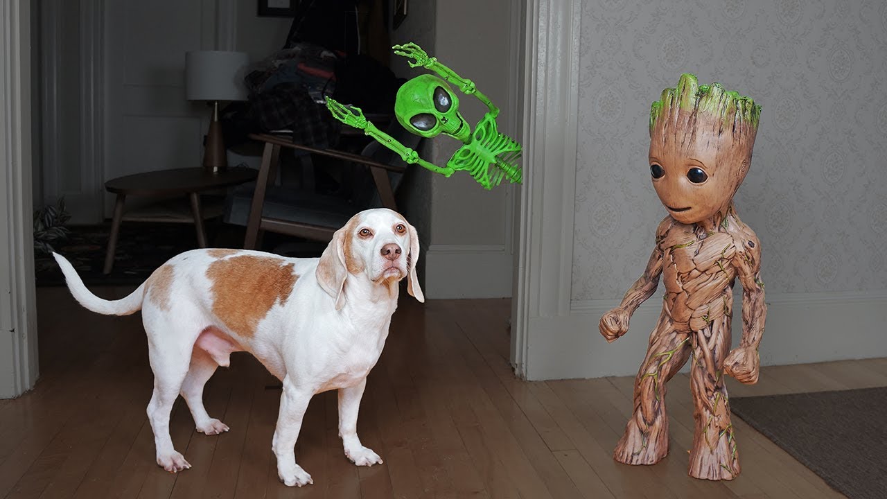 Groot Saves Dogs from Alien Skeleton! Funny Dogs Maymo & Potpie