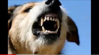 Angry dogs barking sound/صوت الكلاب غاضبه جداً