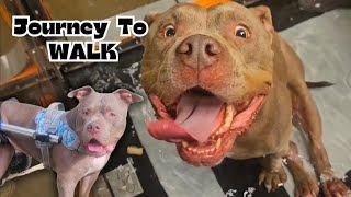 Nova's Journey To Walk Again ♿️🐾💙 #adorabledog #ivddrecovery ##bullybreed 