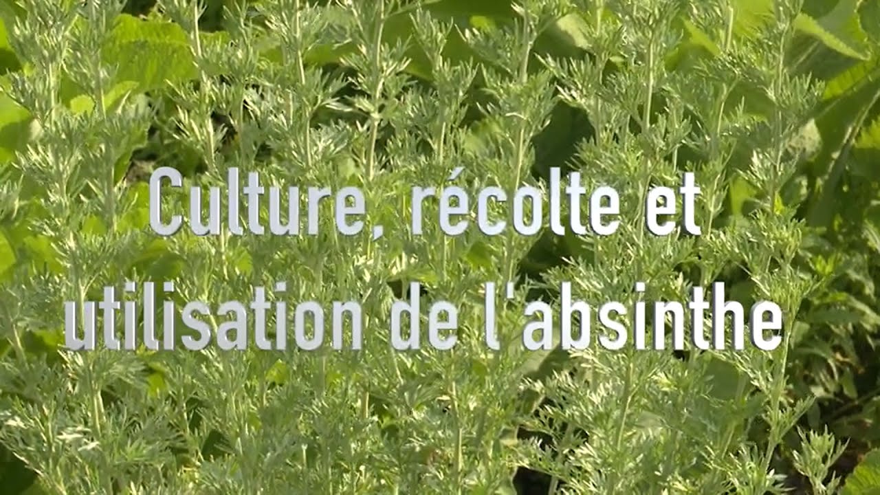 Absinthe : culture, récolte et utilisation