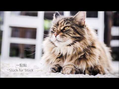 [GerSub] S.H.E -《波斯貓》Perserkatze