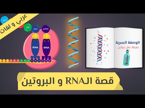 فيديو: ما هو التخليق الهدف ج؟