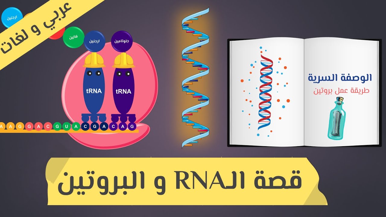 RNA وتخليق البروتين (نظرة عامة ) | البيولوجيا الجزيئية |  أحياء الصف الثالث الثانوي