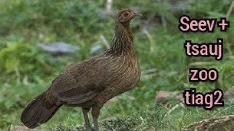 tiếng gà mái rừng mới nhất + kêu cục tác gọi trống, suab poj qaib seev thiab tsauj zoo