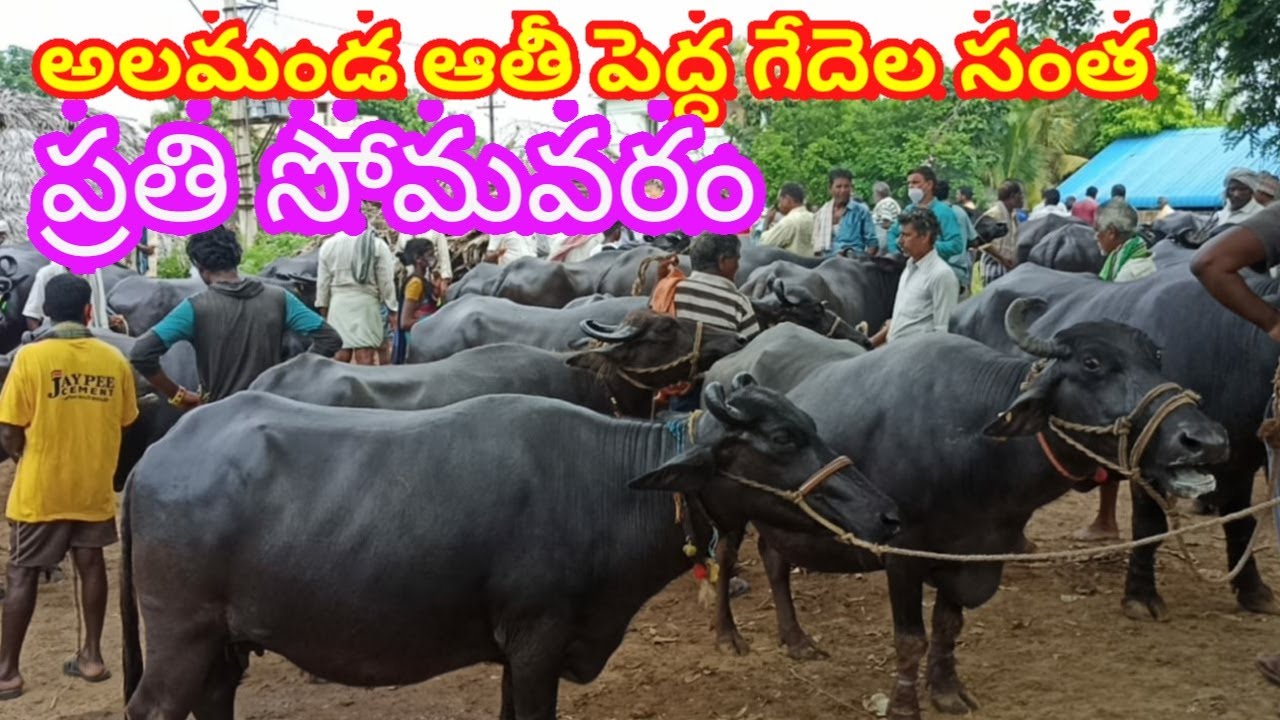 ALAMADA BUFFALOES MARKET MONDAY 26 7 21