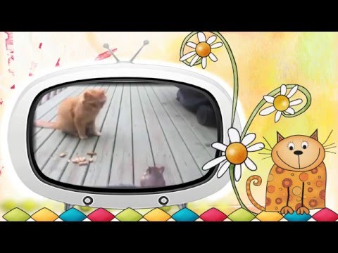 Видео клип ' Коты и... некоторые другие!'