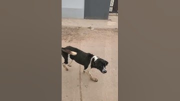 The Dog chasing my motorcycle 🛵 🐕