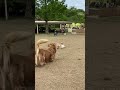 挨拶の仕方が可愛いハナ