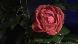 Peaceful Relaxing Ambiance Sounds Of Rain Falling On A Big Beautiful Red Rose screenshot 3