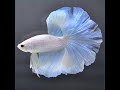 ベタ 熱帯魚 生体 ショーベタ パステル オス ブルー系1885