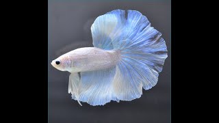 ベタ 熱帯魚 生体 ショーベタ パステル オス ブルー系1885