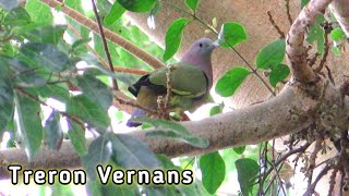 Perilaku Burung Punai Gading Di Alam Liar (Treron Vernans)