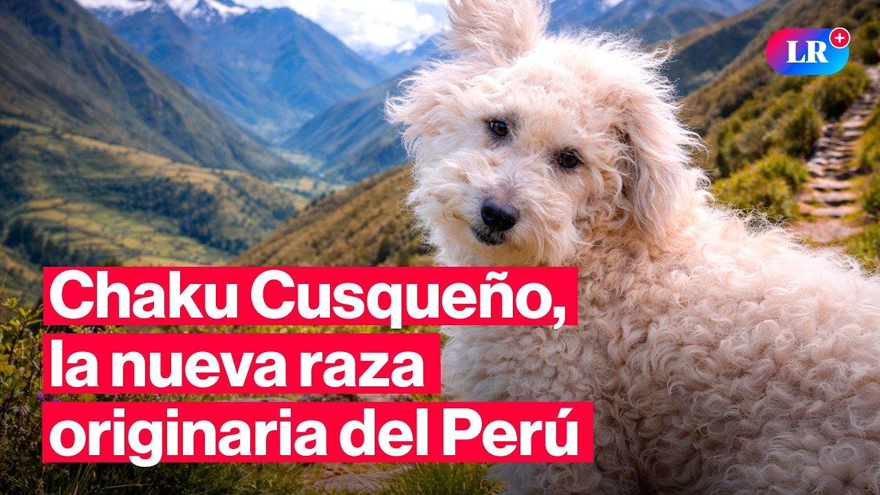 Perro CHAKU CUSQUEÑO: buscan que sea declarado PATRIMONIO CULTURAL DEL PERÚ | #LR