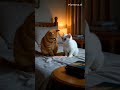 Cute cat telling Story #horrorstories #cutecat #cutecatshorts #horror #viralshorts #cutecats