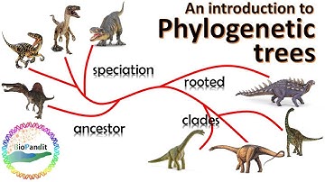 An Introduction to Phylogenetic Trees