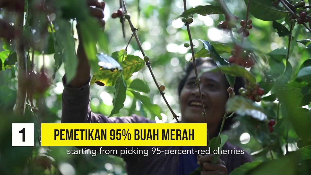 Kopi Bajawa Flores 