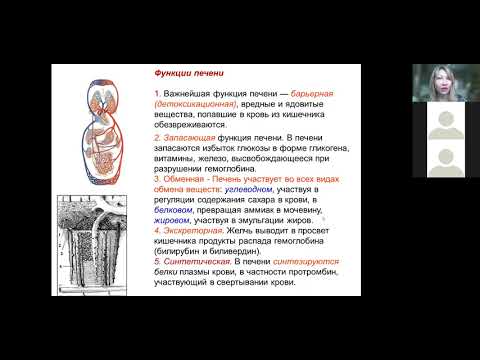 Функции печени ЕГЭ/ОГЭ