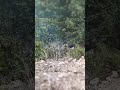 Big Wild Boar Running in the Wild #BigWildBoar #RunningBoar #WildBoarHunting #HuntingShorts