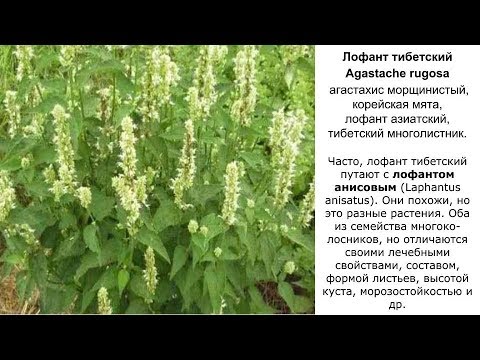 Лофант тибетский. Полезные свойства, противопоказания. Рецепты народной медицины