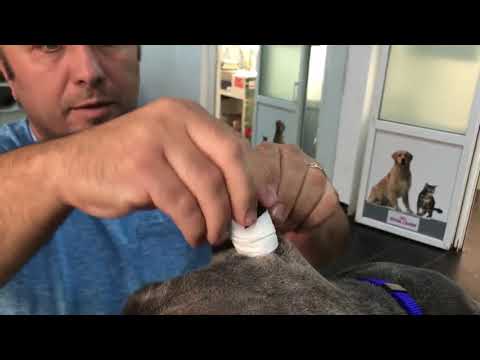 Video: Cum Să Clătiți Urechile Câinelui