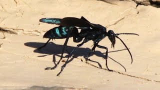 De moto na Chapada - Os termos marimbondo-caçador, maribondo-caçador,  marimbondo-cavalo, mata-cavalo, vespa-caçadora, vespa-de-cobra, vespão,  caçador-de-aranha, caba-caçadeira, come-cobra, come-aranha, cavalo-do-cão e  caçununguçu O termo caçador é