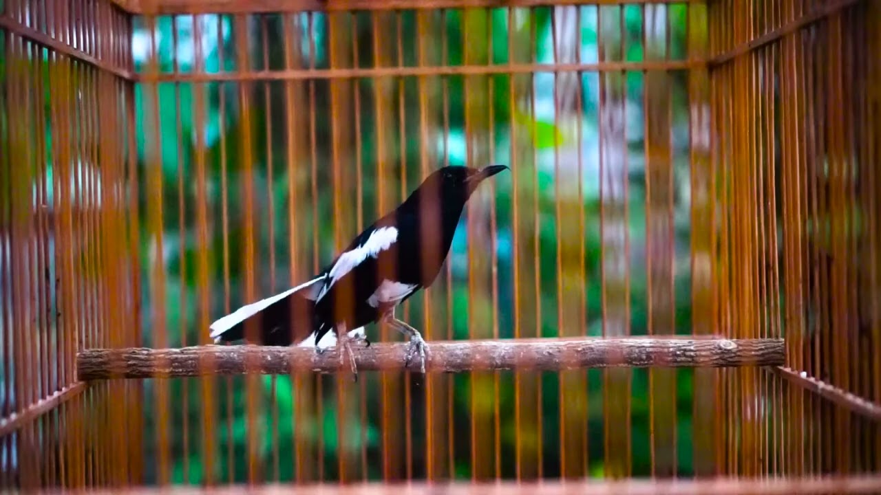 Pengen Kacer Anda Main Ngotot !! Dengarkan Kacer Gacor Durasi Panjang Pasti Respon Gacor Ngeroll