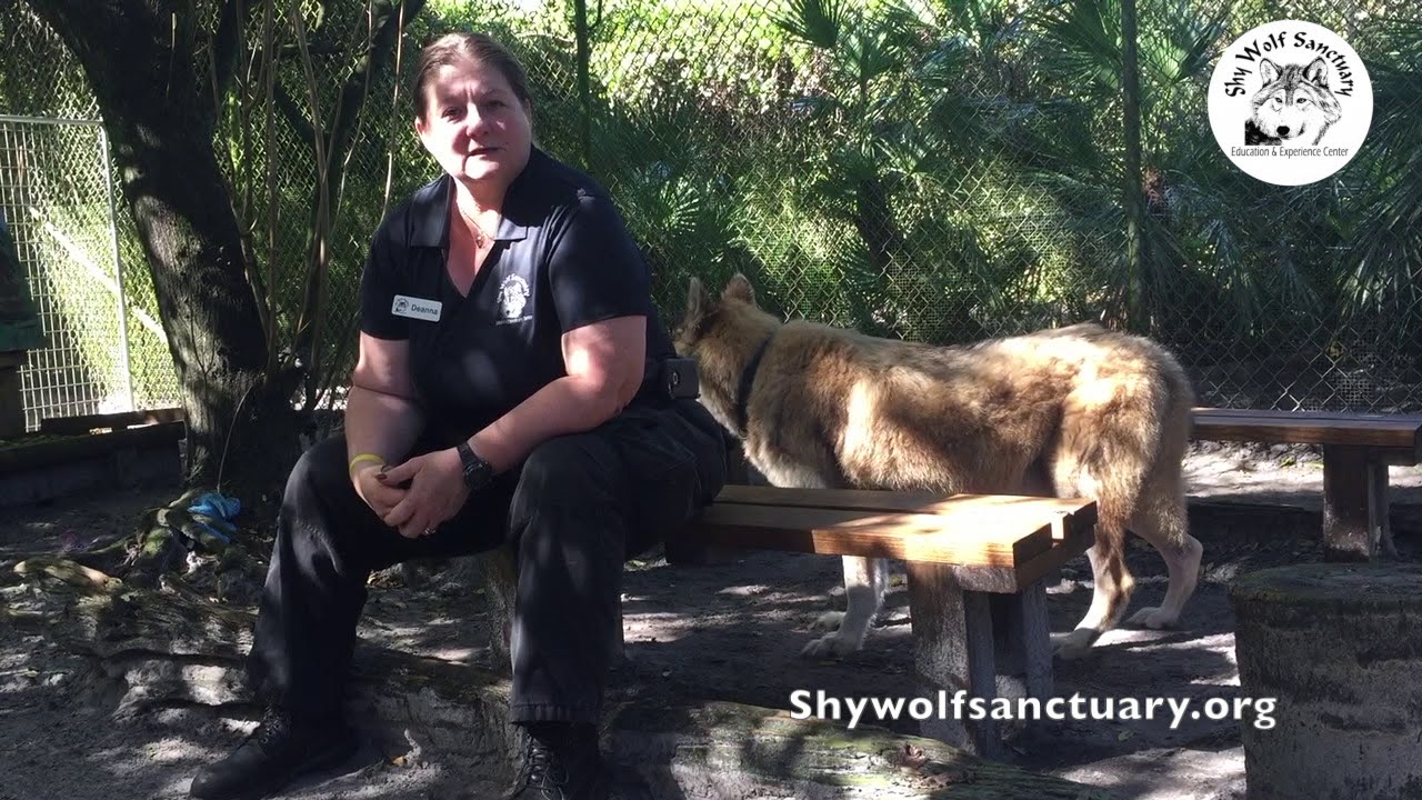 Wolf and Wolfdog Ownership YouTube