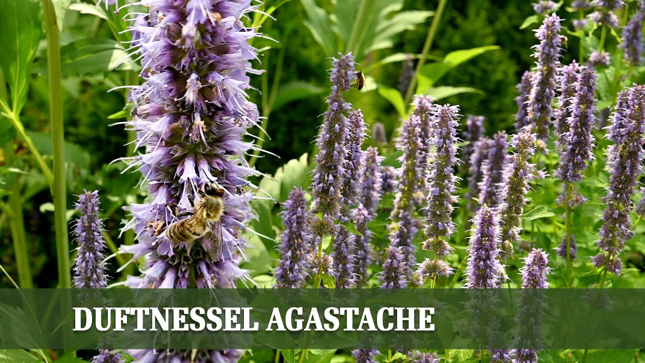 Agastache: Die duftende Schönheit für deinen Garten