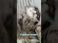 Спать #позитив #видосыоткота #юмор #шоу #смешнойшортс #кот #котик #прохоршаляпин #мем #мемы