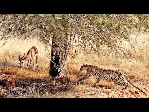 Buck Doesn't See the Leopard Behind This Tree...