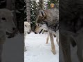 A Wolf Met A Lost Lamb… What Happened Next? 🐺