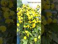 chamanthi flowers#viral #garden#viral#virqlshorts