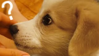 My Dog Reacts To Fart Reverb Sound Effect