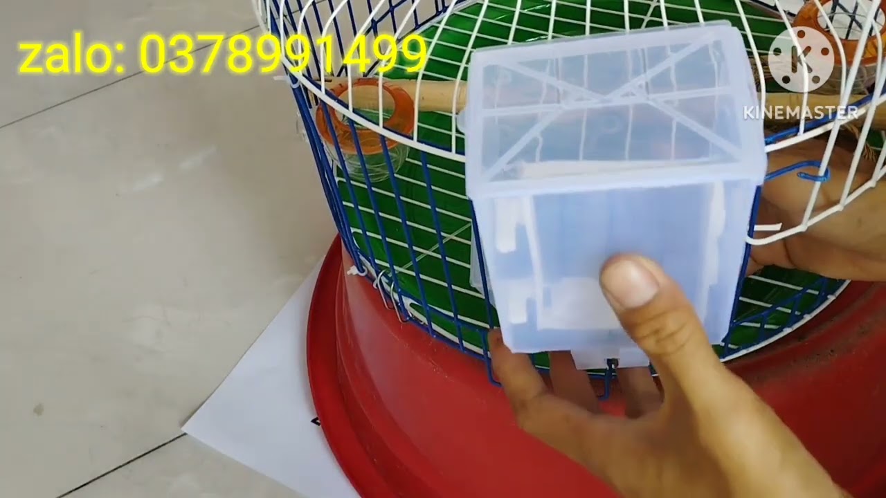 máng ăn tự động cho chim | cóng ăng cho chim cu gáy