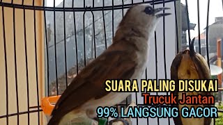 trucuk Betina memanggil jantan, Sangat ampuh untuk Pancingan trucukan gacor agar bunyi EMOSI,