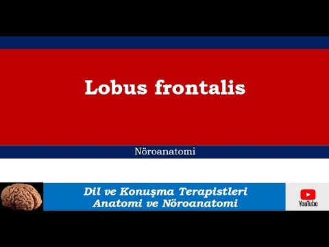 Lobus frontalis / frontal lob [DETAYLI KONU ANLATIMI]