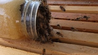 Bees Eating Crystallized Honey