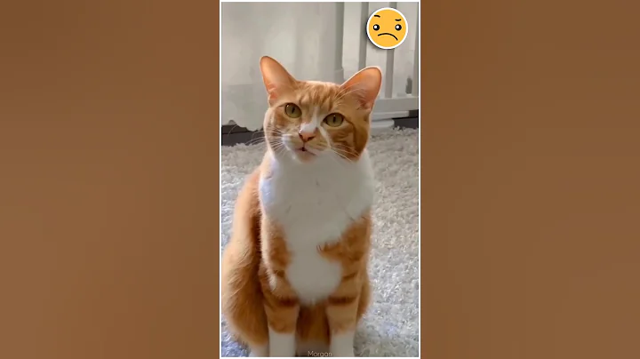 Watch the video about Funny cats | cat comedy | unconditional pets love 💕 #ytshorts #shorts
