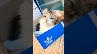 ❤️素敵な箱　#shorts #cat #アメリカンカール #空き箱#adidas