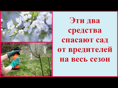 Видео: Спрей от персикового дерева - Когда опрыскивать персиковые деревья от жуков