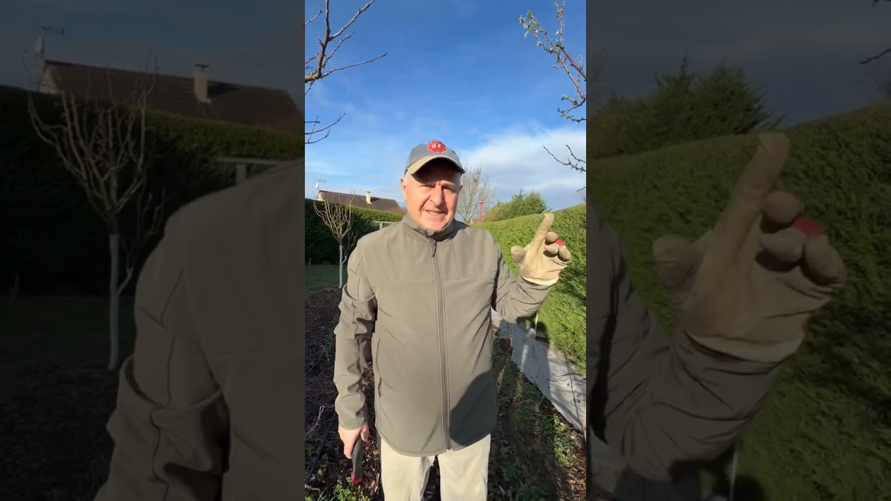 Резитба на слива Мирабел. Резултатът и важна информация .