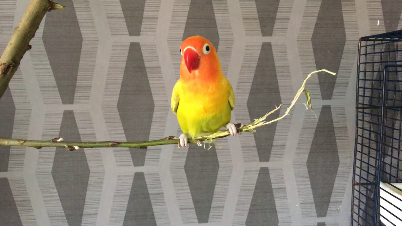 Lovebird 