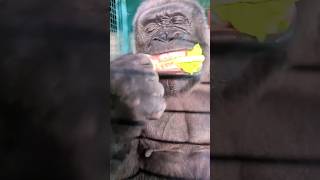 Crunchy Lettuce! #Gorilla #Asmr #Mukbang #Eating