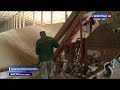 Как рост цен на зерно отразится на АПК Волгоградской области