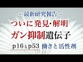 ついに発見・解明 ガン抑制遺伝子 p16とp53 働きと活性剤